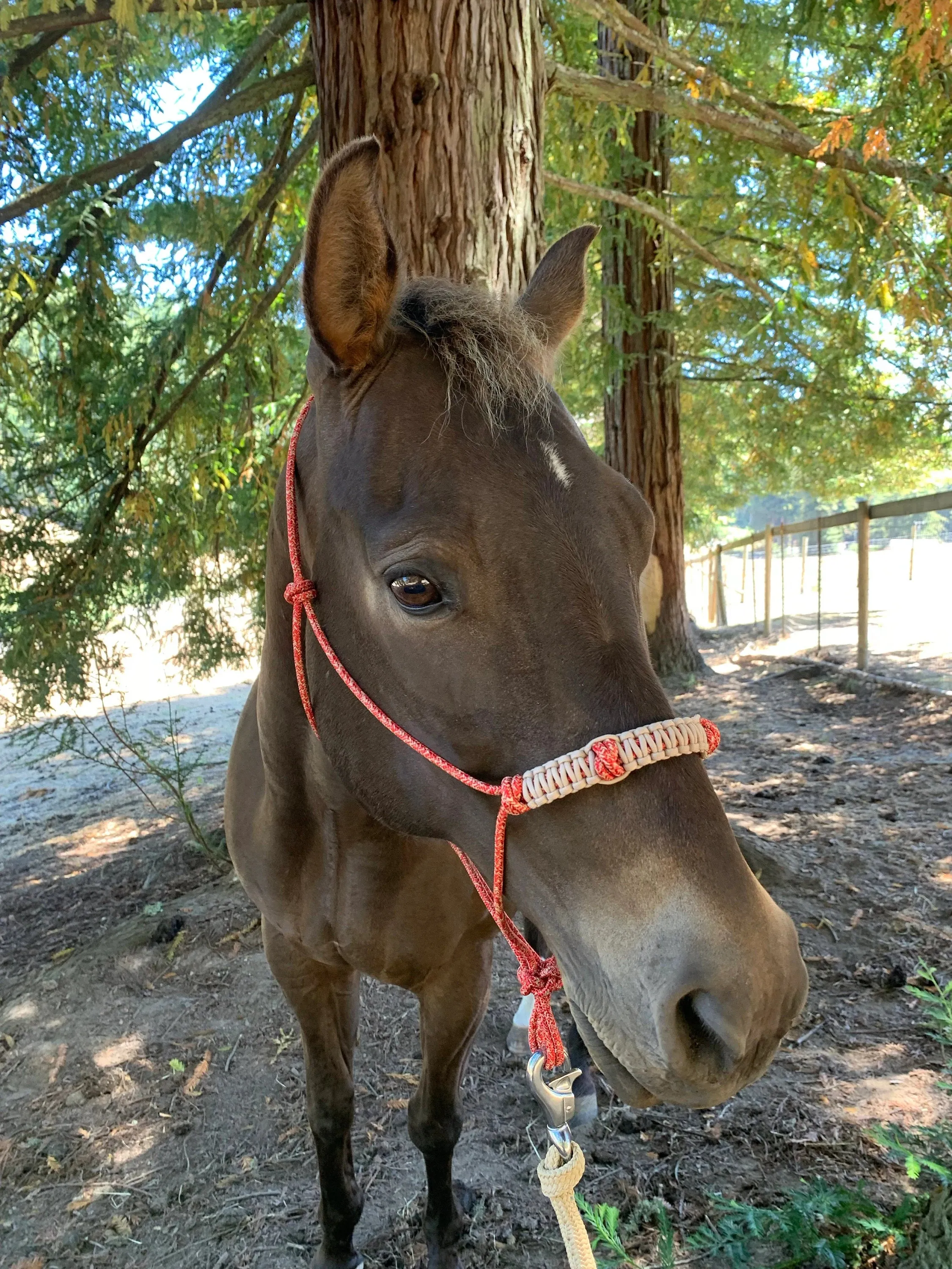 4 Knot Rope Halter w/ Braided Noseband