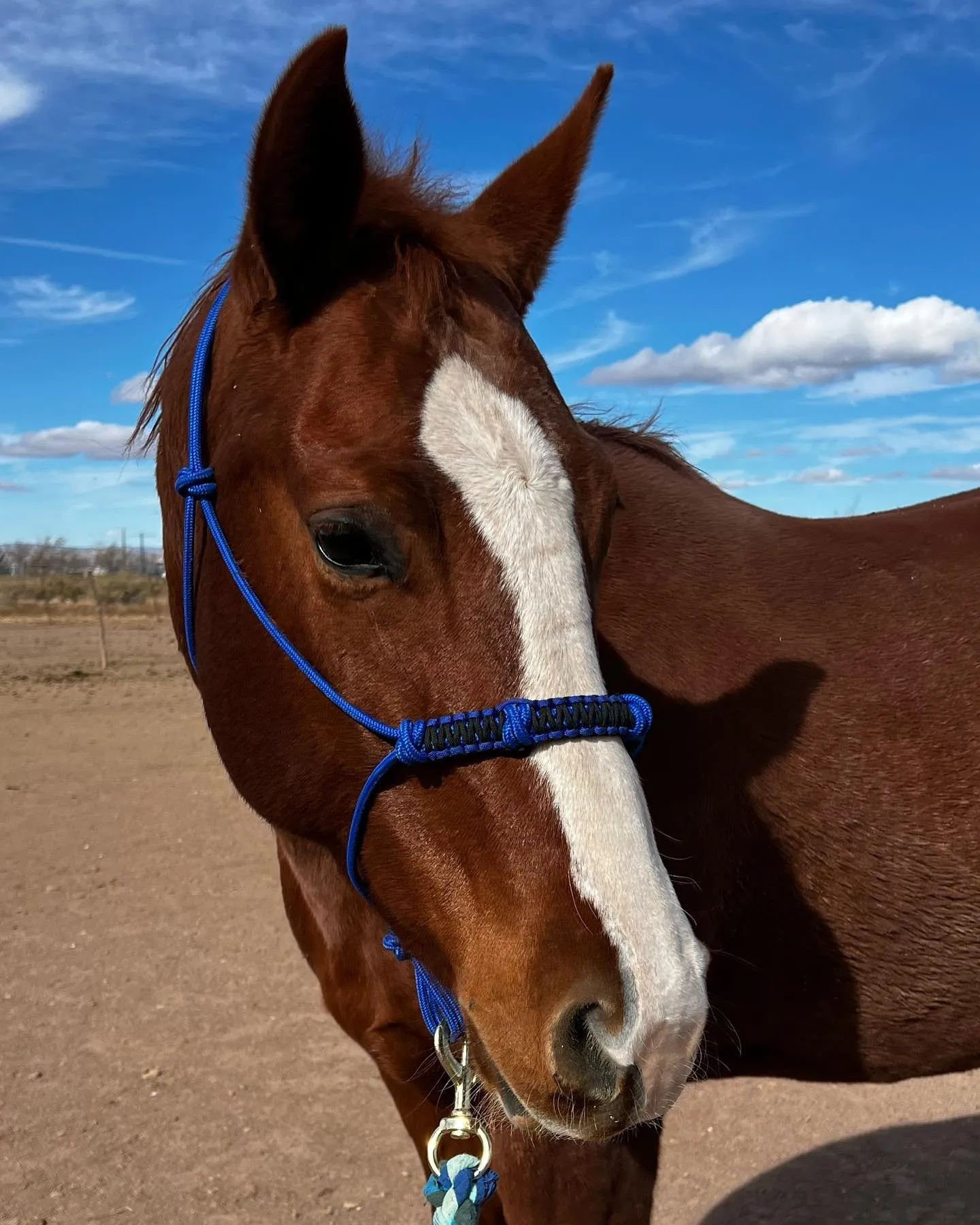4 Knot Rope Halter w/ Braided Noseband