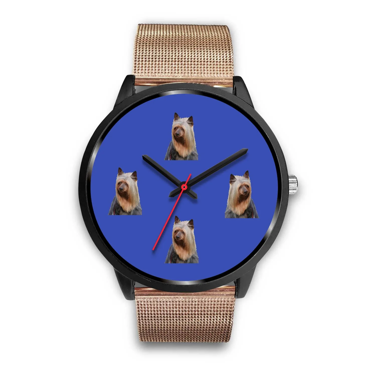 Australian Silky Terrier Watch