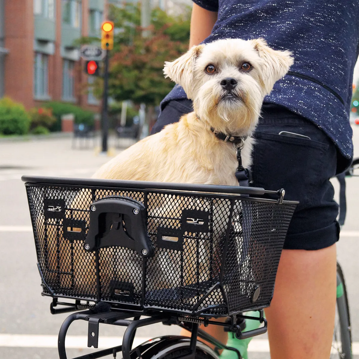 Axiom Qr Dual-Function Pet Basket