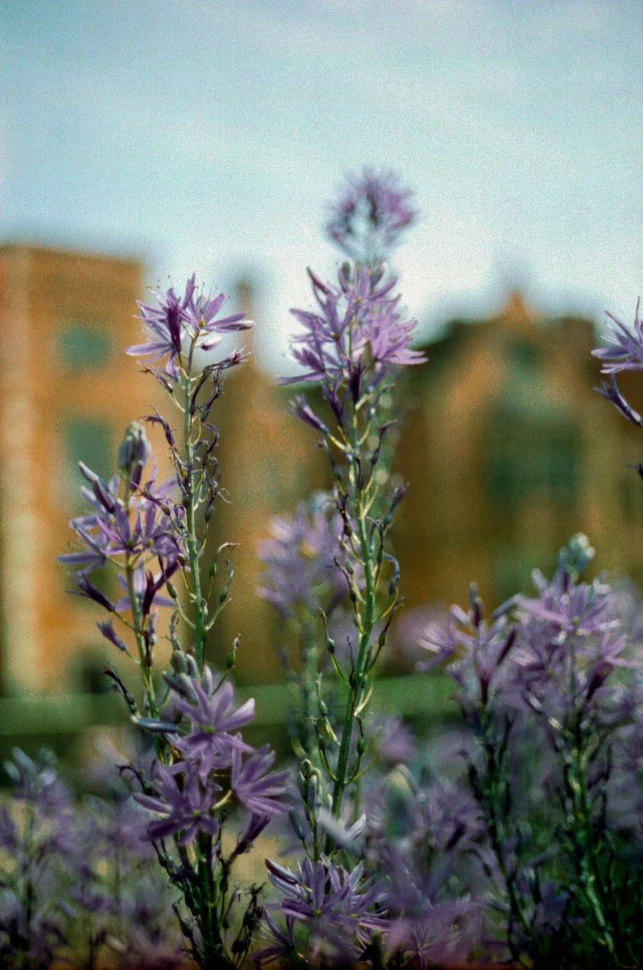 Candido 400 - 35mm Film