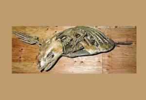 Cretaceous fossil sea turtle skeleton cast replica