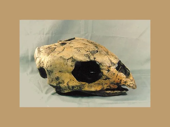 Cretaceous fossil sea turtle skeleton cast replica