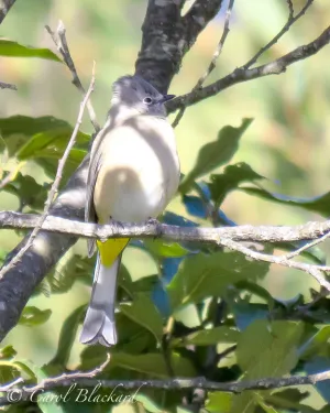 Gray Silky-flycatcher, Mexico