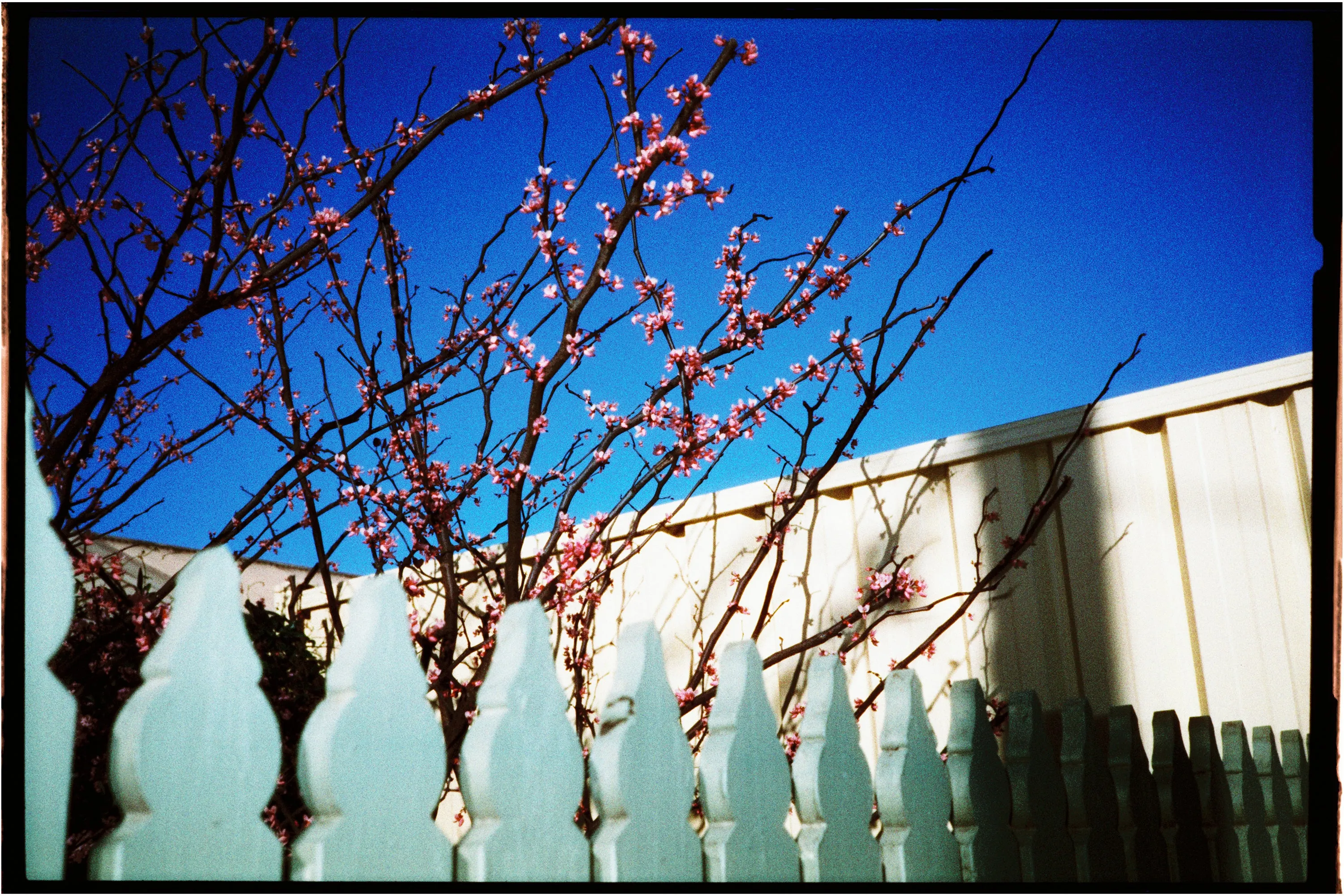 Harman Phoenix 200 — 35mm