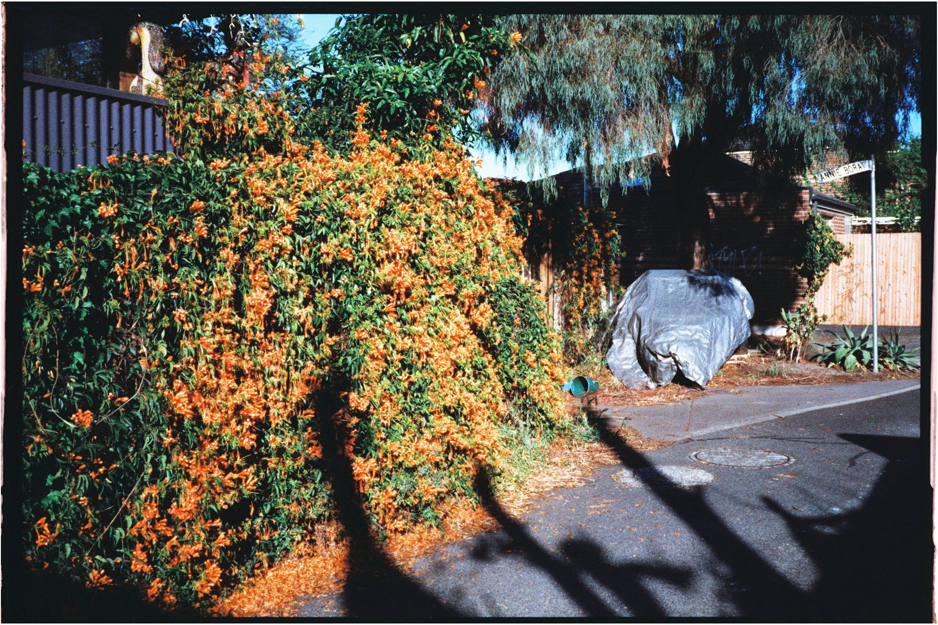 Harman Phoenix 200 — 35mm