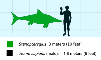 Ichtyosaur skeleton Stenopterygius Fossil Cast 42 inches long replica (TMF ICHTY 3)