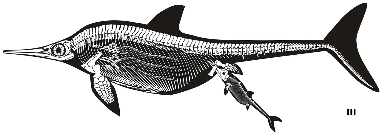 Ichtyosaur skeleton Stenopterygius Fossil Cast 42 inches long replica (TMF ICHTY 3)