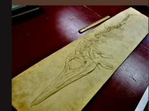 Ichtyosaur skeleton Stenopterygius Fossil Cast 42 inches long replica (TMF ICHTY 3)