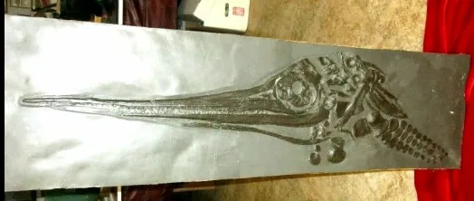 Ichtyosaurus cast Excalibosaurus marine reptile (TMF ICHTY 2)