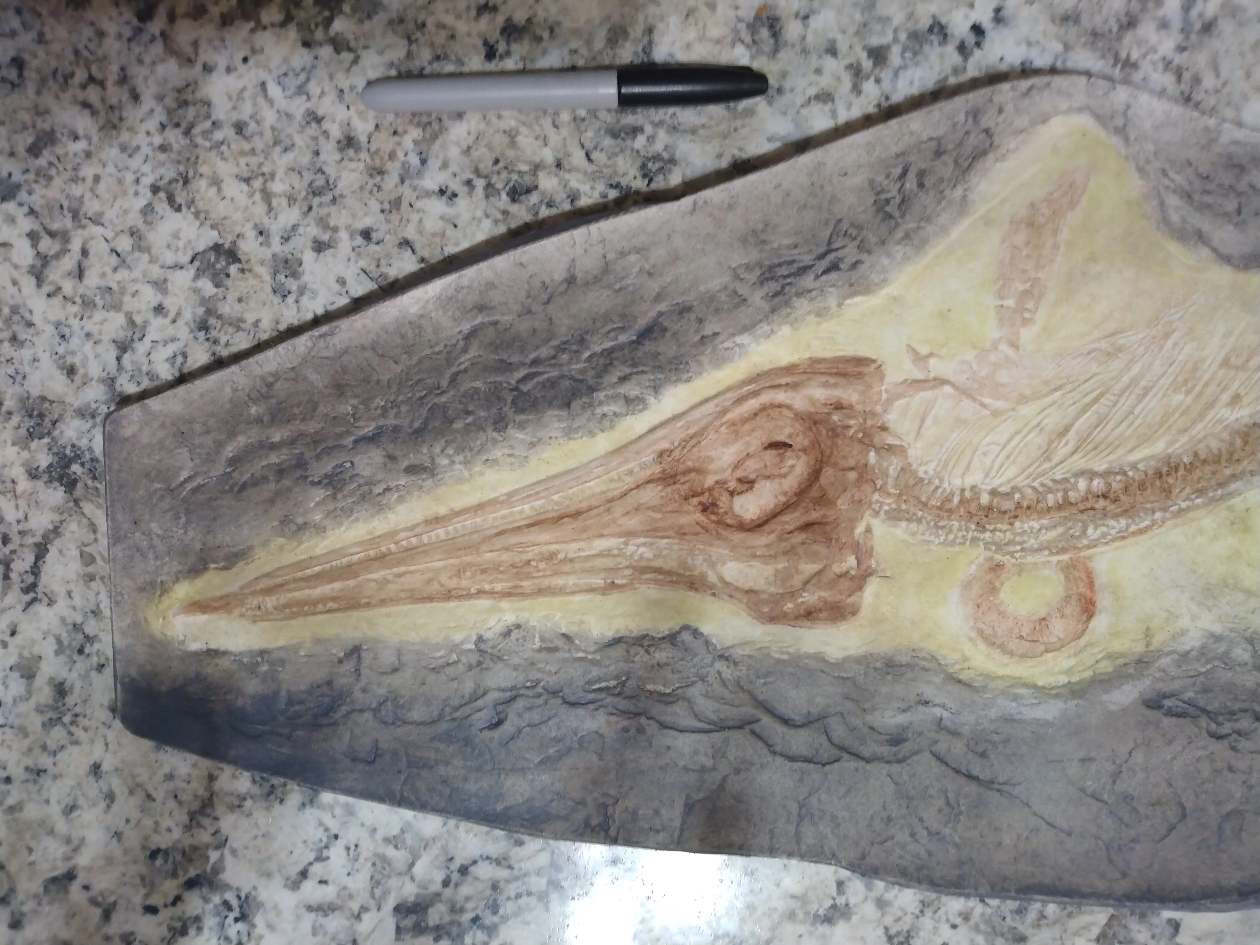 Ichtyosaurus skeleton cast replica (TMF ICHTY 1)