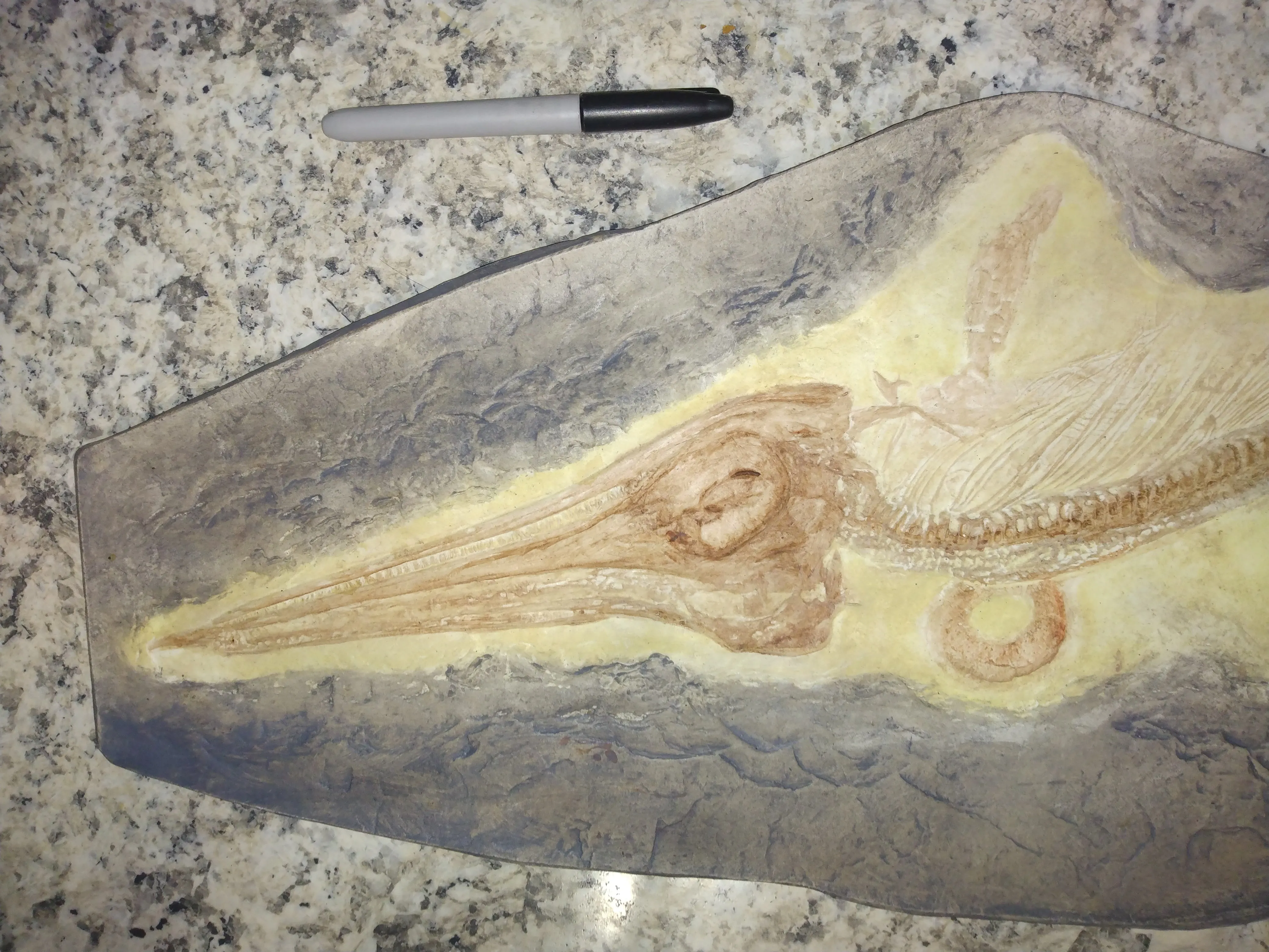 Ichtyosaurus skeleton cast replica (TMF ICHTY 1)