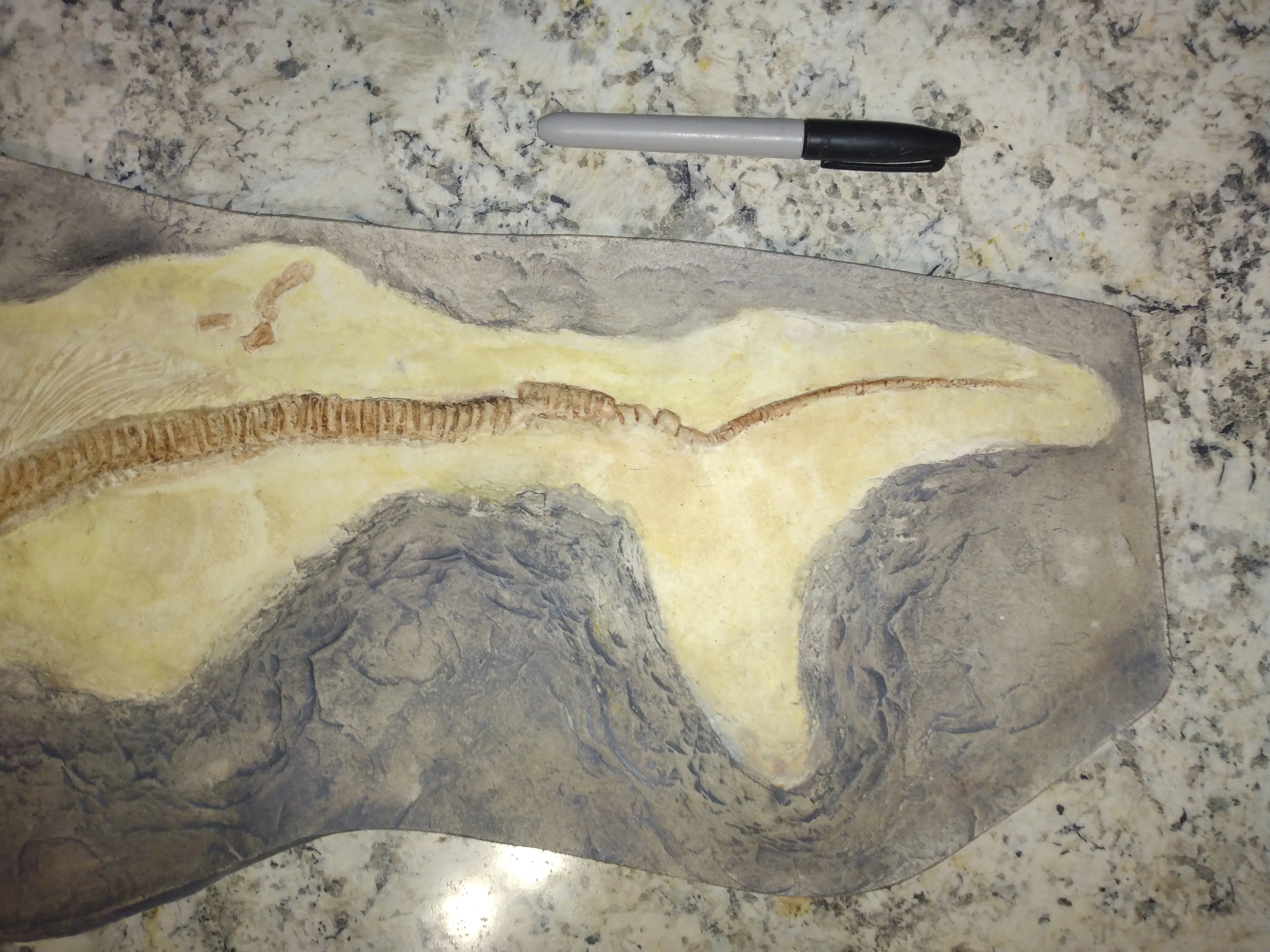Ichtyosaurus skeleton cast replica (TMF ICHTY 1)