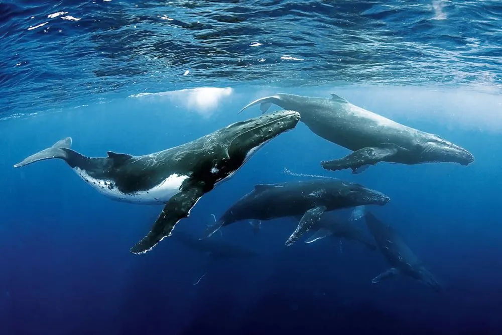 Marine Mammal Ecology - Online Only