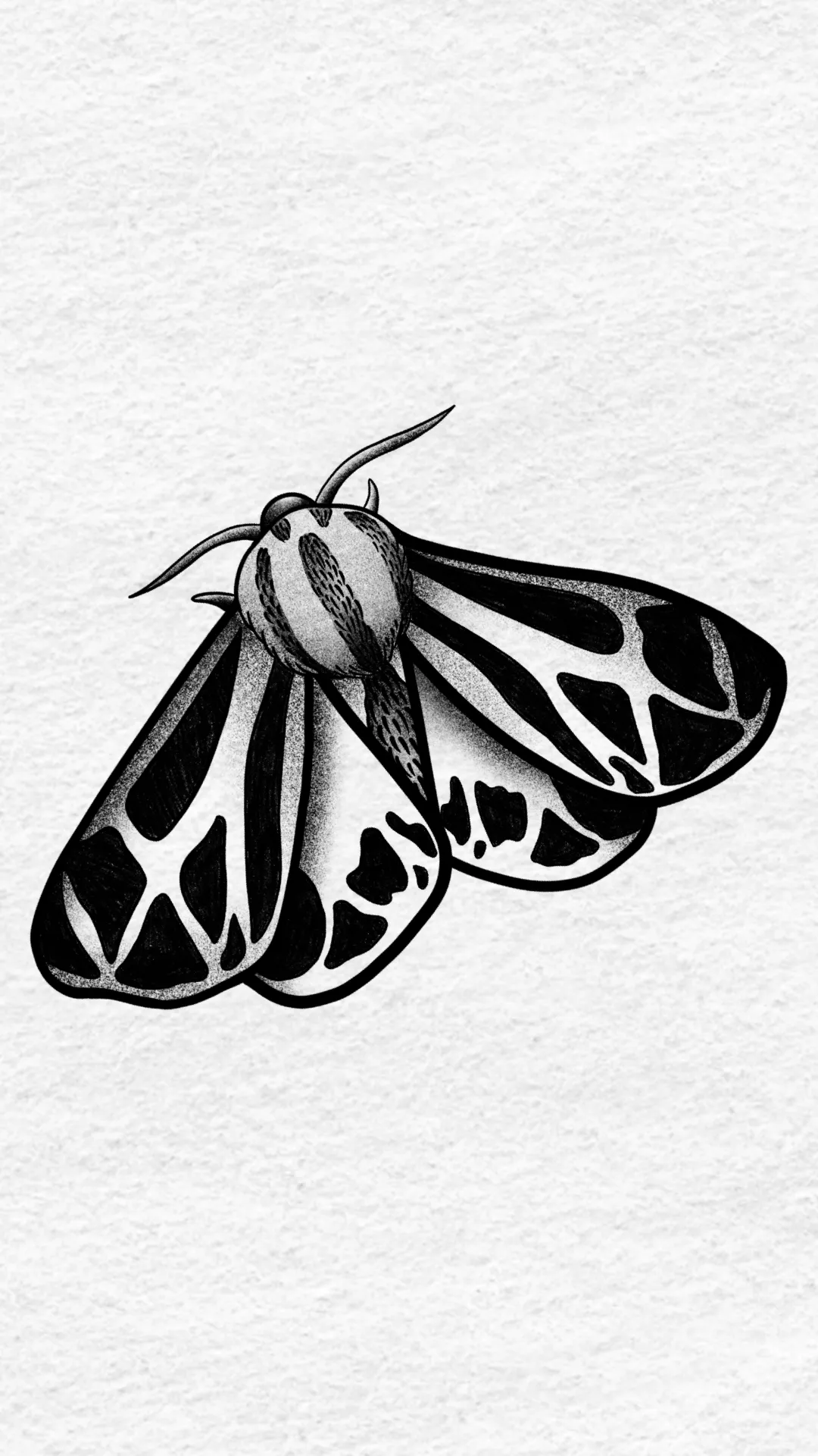 Moth with Patterned Wings