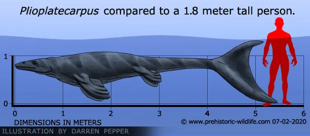 Platecarpus ictericus, mosasaur skull, marine reptile