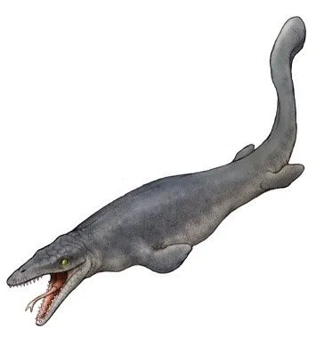 Platecarpus ictericus, mosasaur skull, marine reptile
