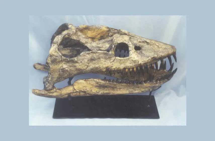 Plesiosaurus Skeleton cast replica for sale