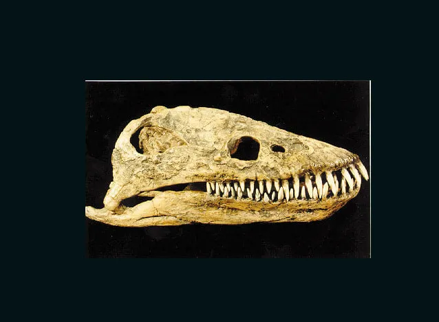 Plesiosaurus Skeleton cast replica for sale