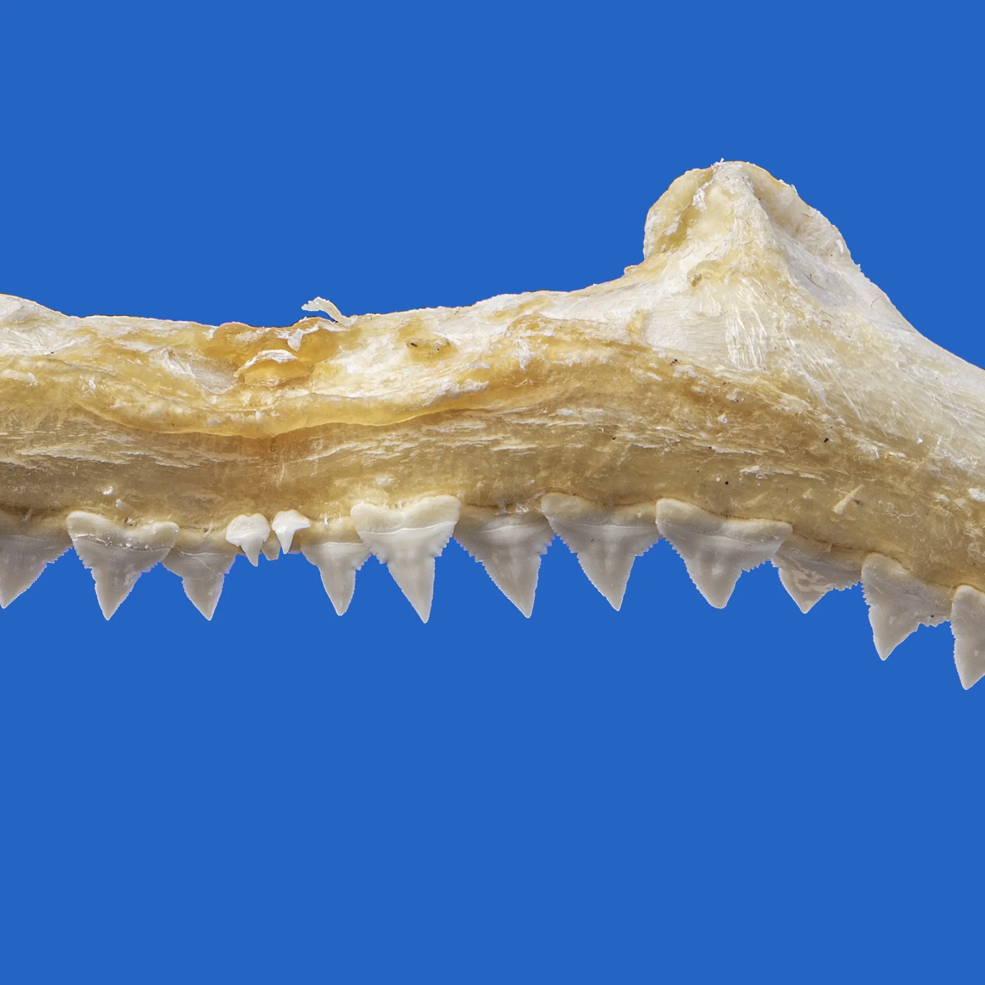 Real Shark Jaws S209G