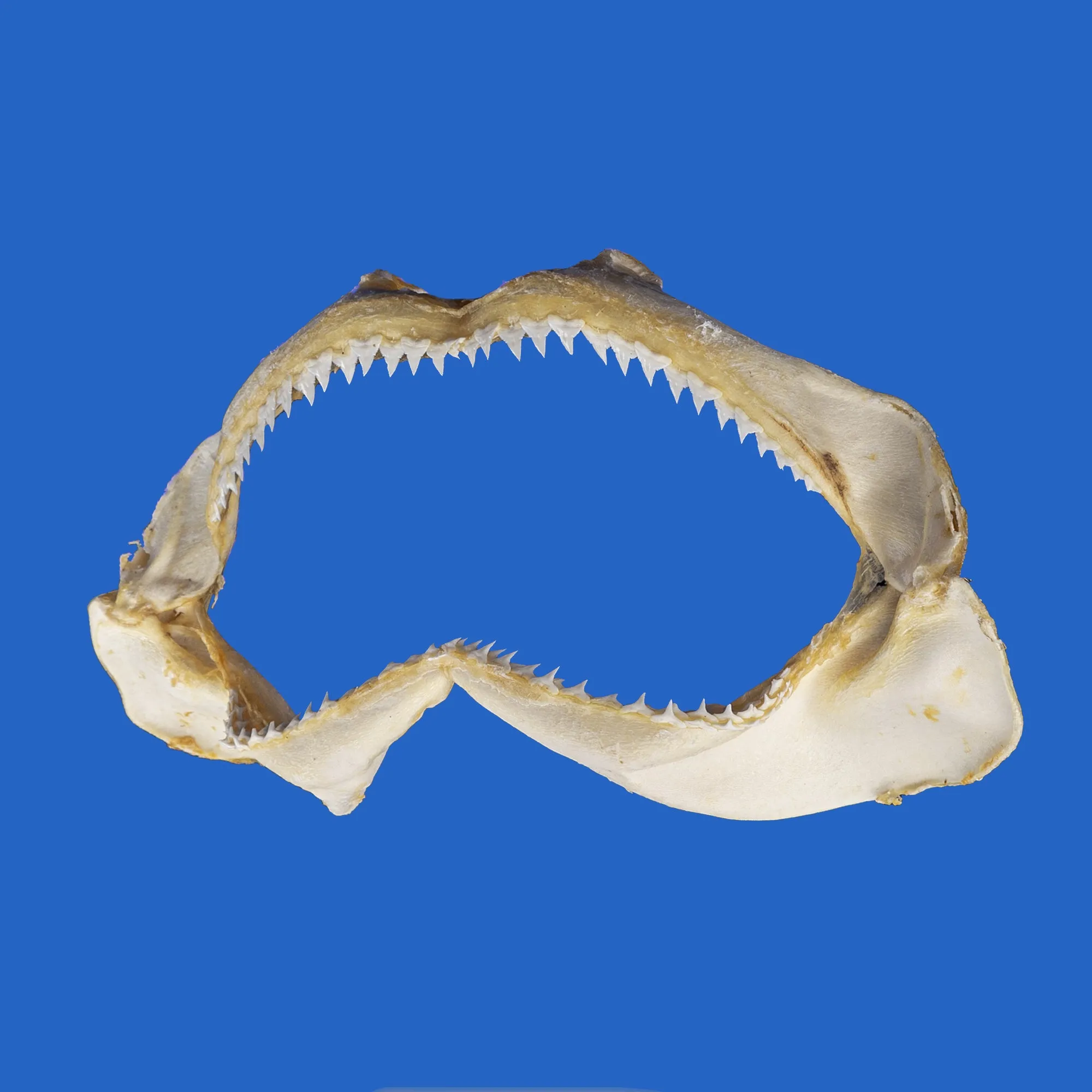 Real Shark Jaws S209G
