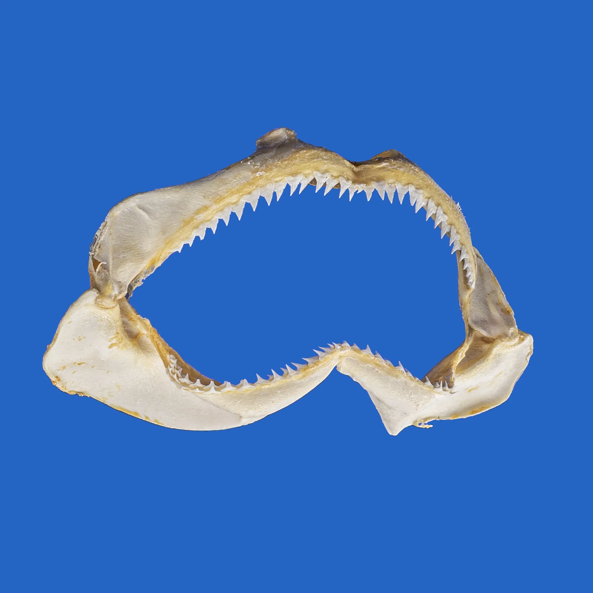 Real Shark Jaws S209G