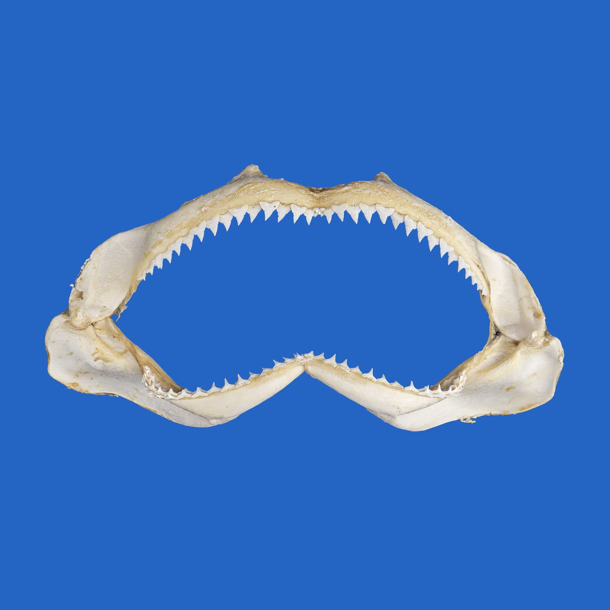 Real Shark Jaws S209G
