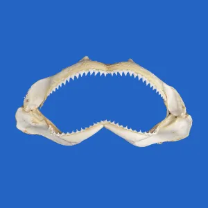 Real Shark Jaws S209G