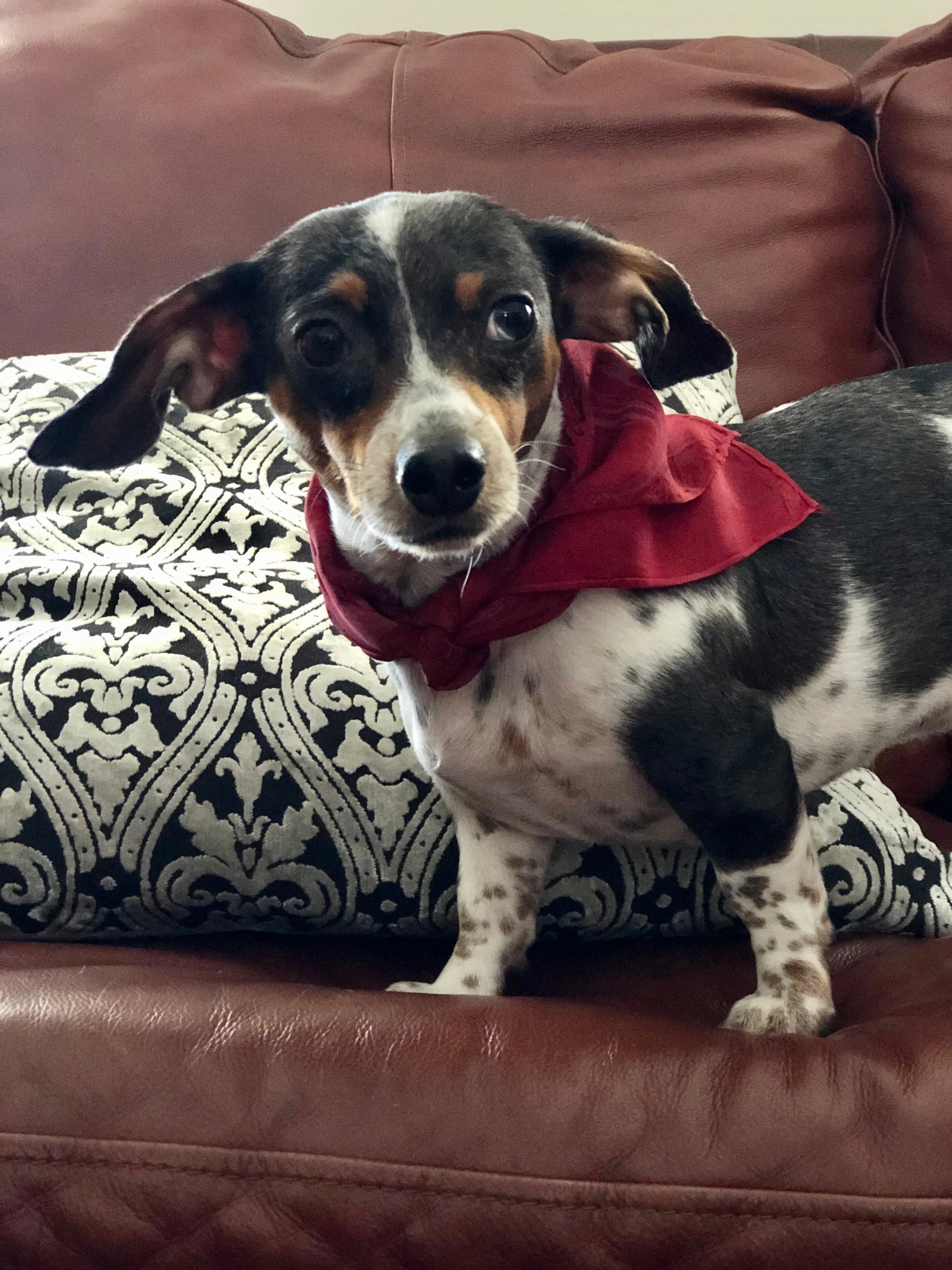 Red, Gray, Black 21x21 Square Habotai silk. Wear this unique piece in  your hair, as a neckerchief, pocket square, or accessorize your dog.