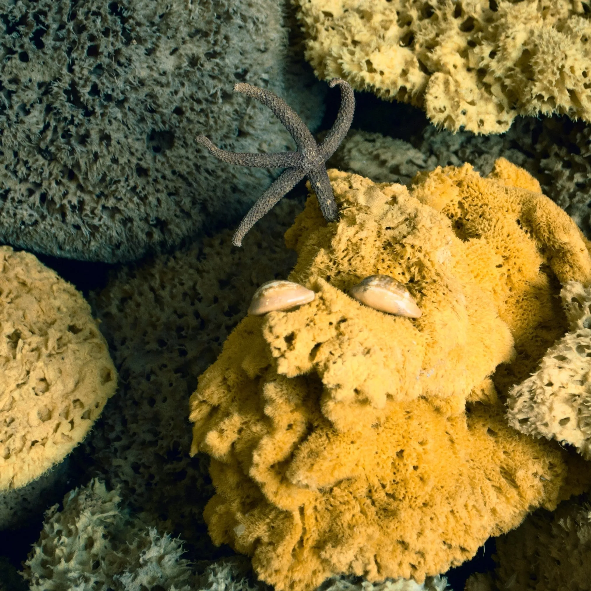 Silky Facial Sea Sponge