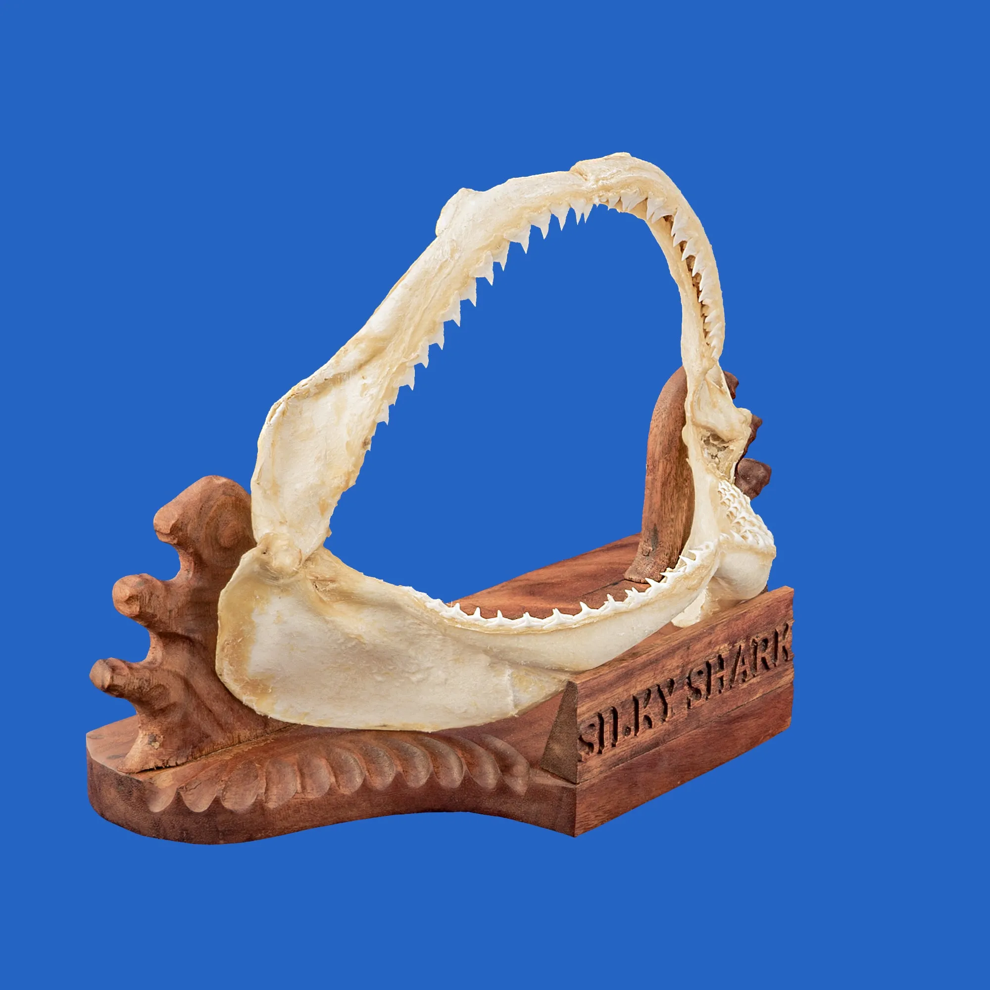 Silky Shark Jaws Display S339