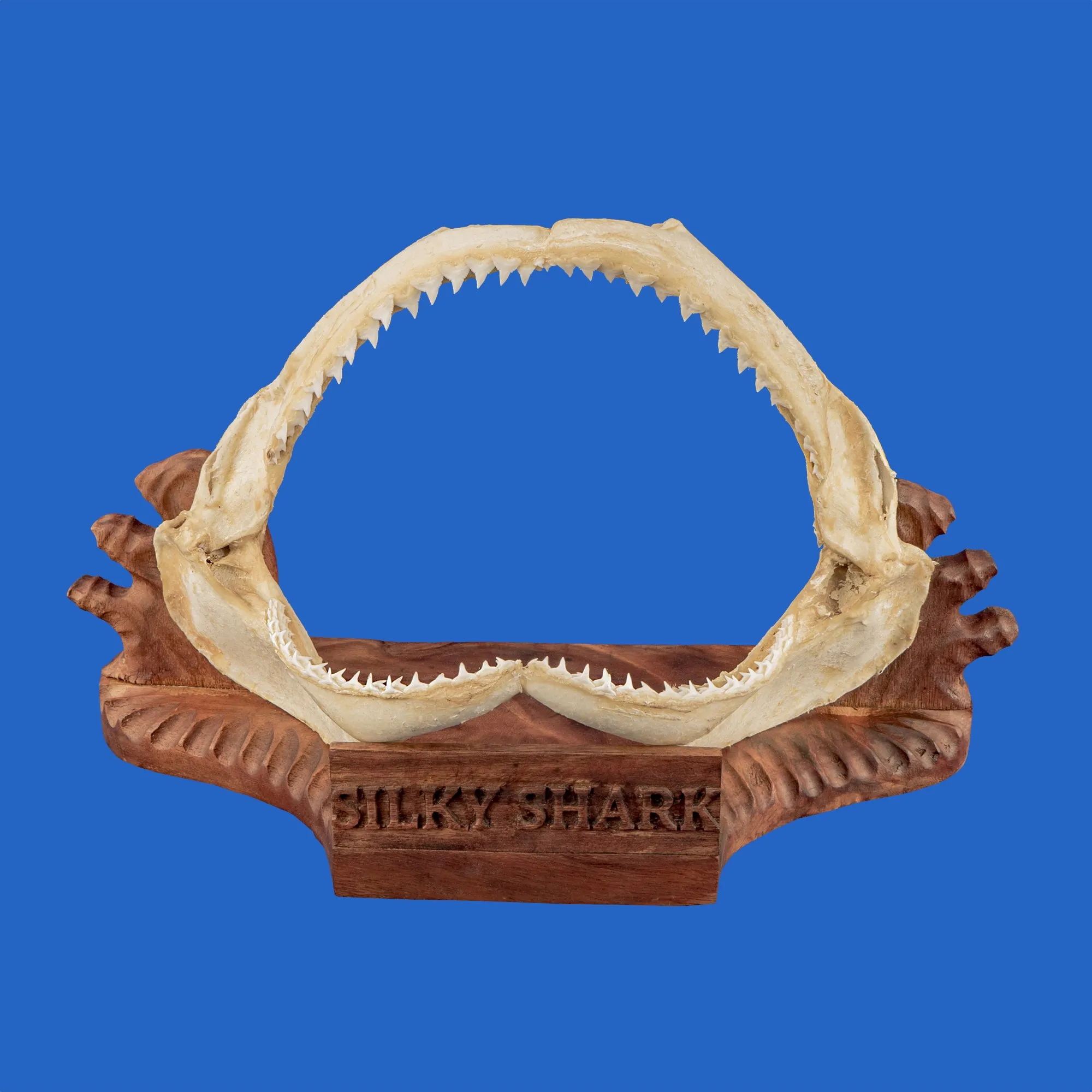 Silky Shark Jaws Display S339