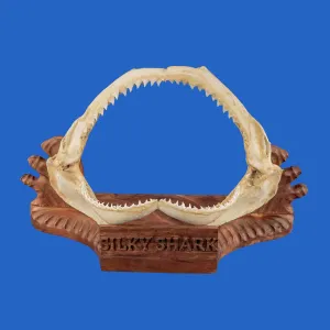 Silky Shark Jaws Display S339