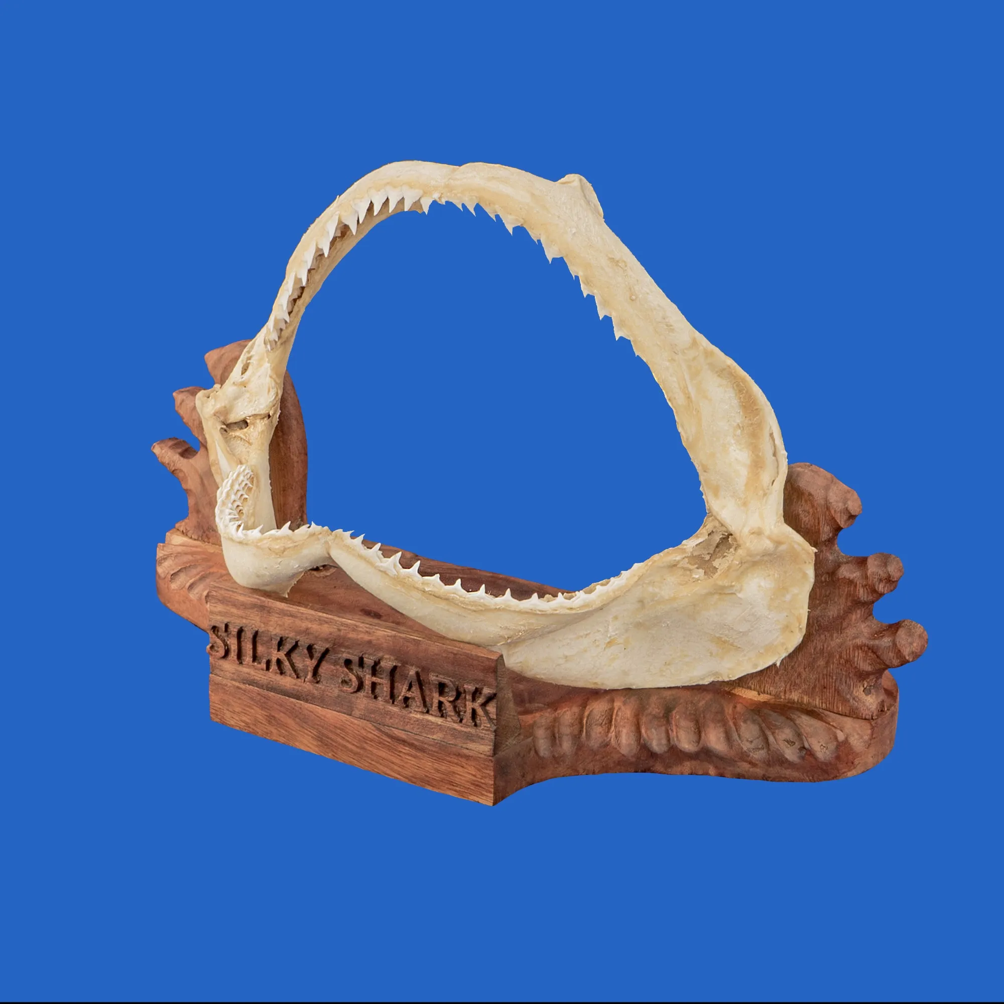 Silky Shark Jaws Display S339