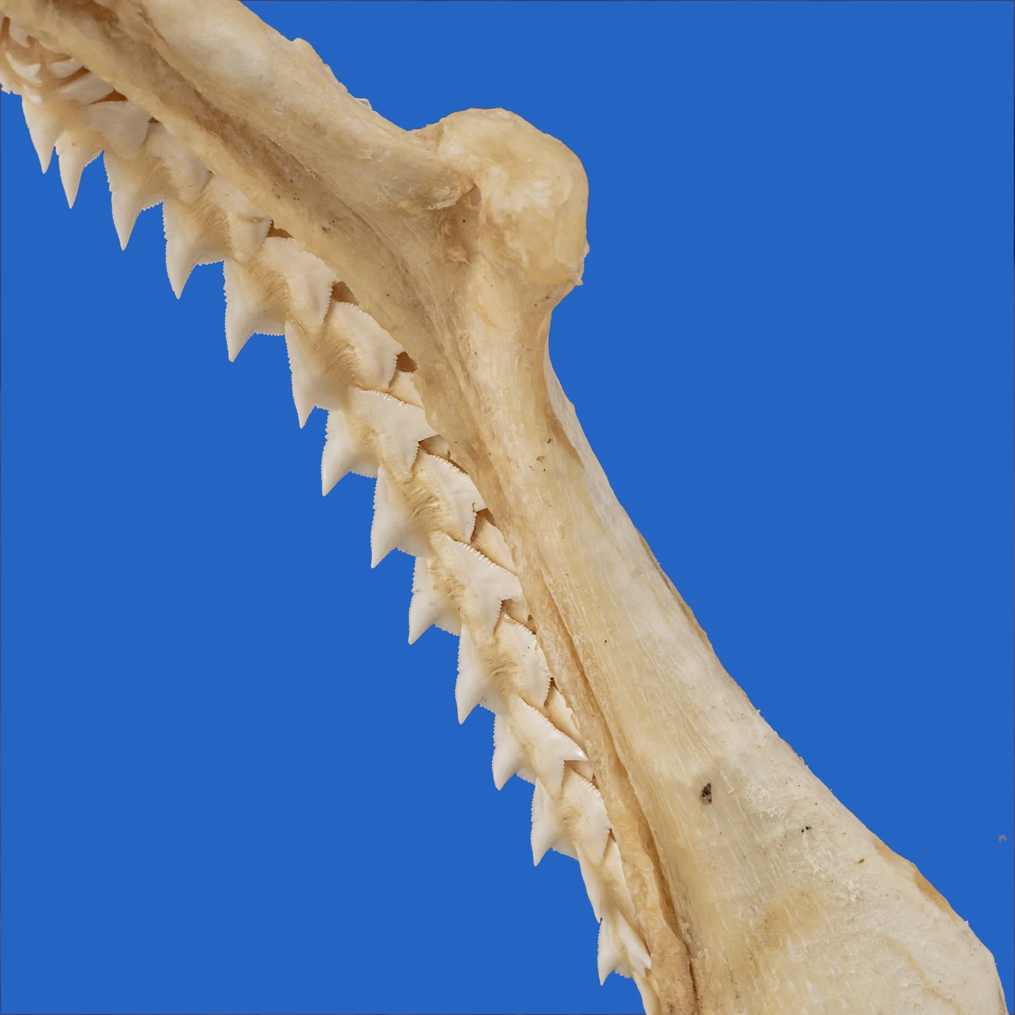 Silky Shark Jaws Display S339