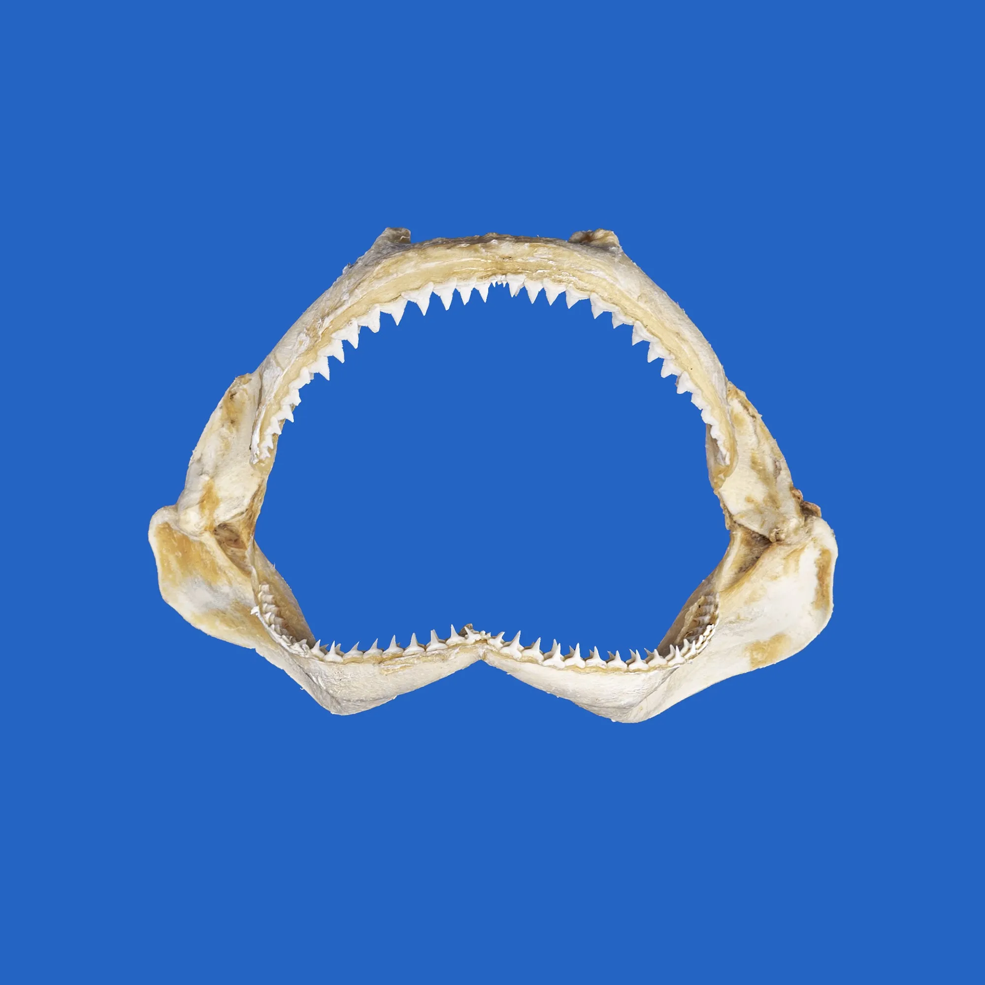 Silky Shark Jaws S80G