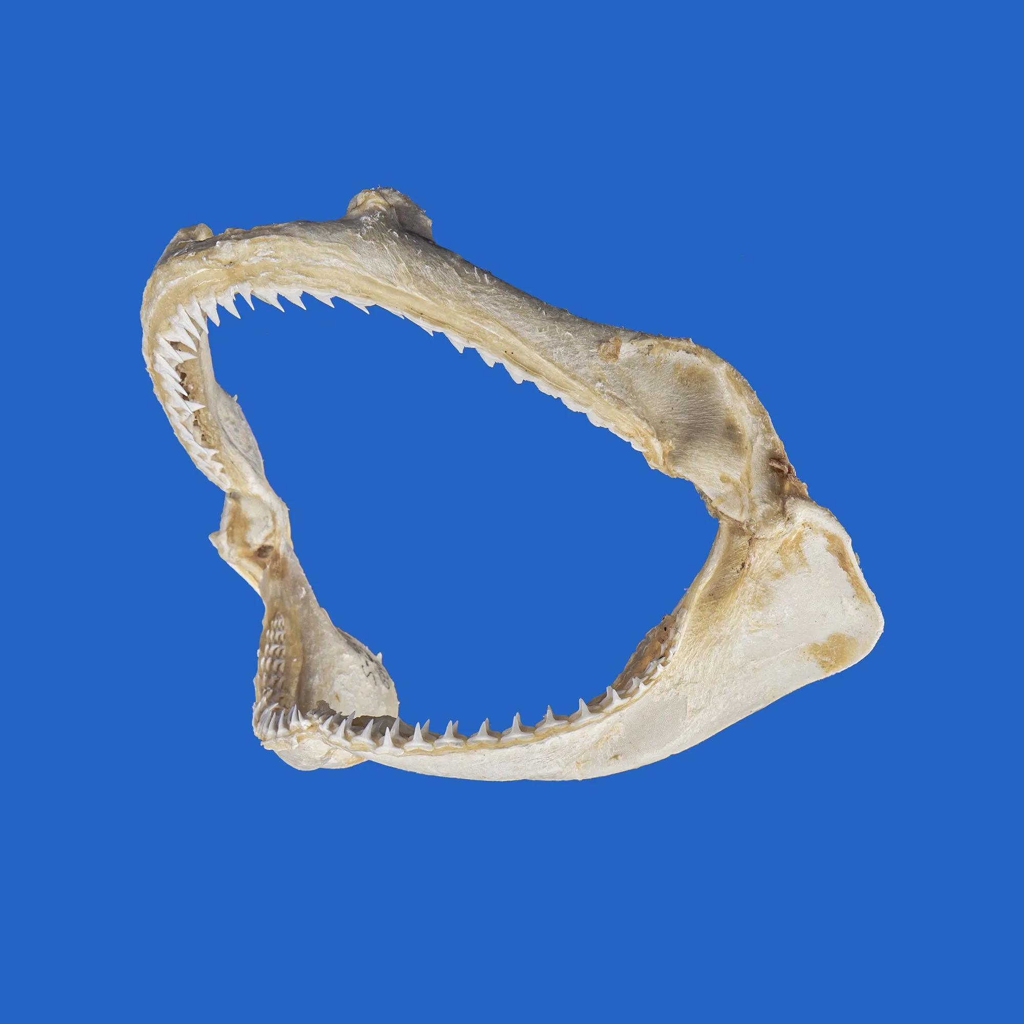 Silky Shark Jaws S80G