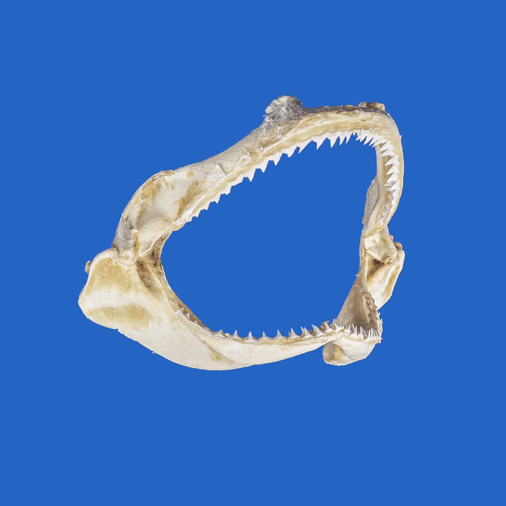 Silky Shark Jaws S80G