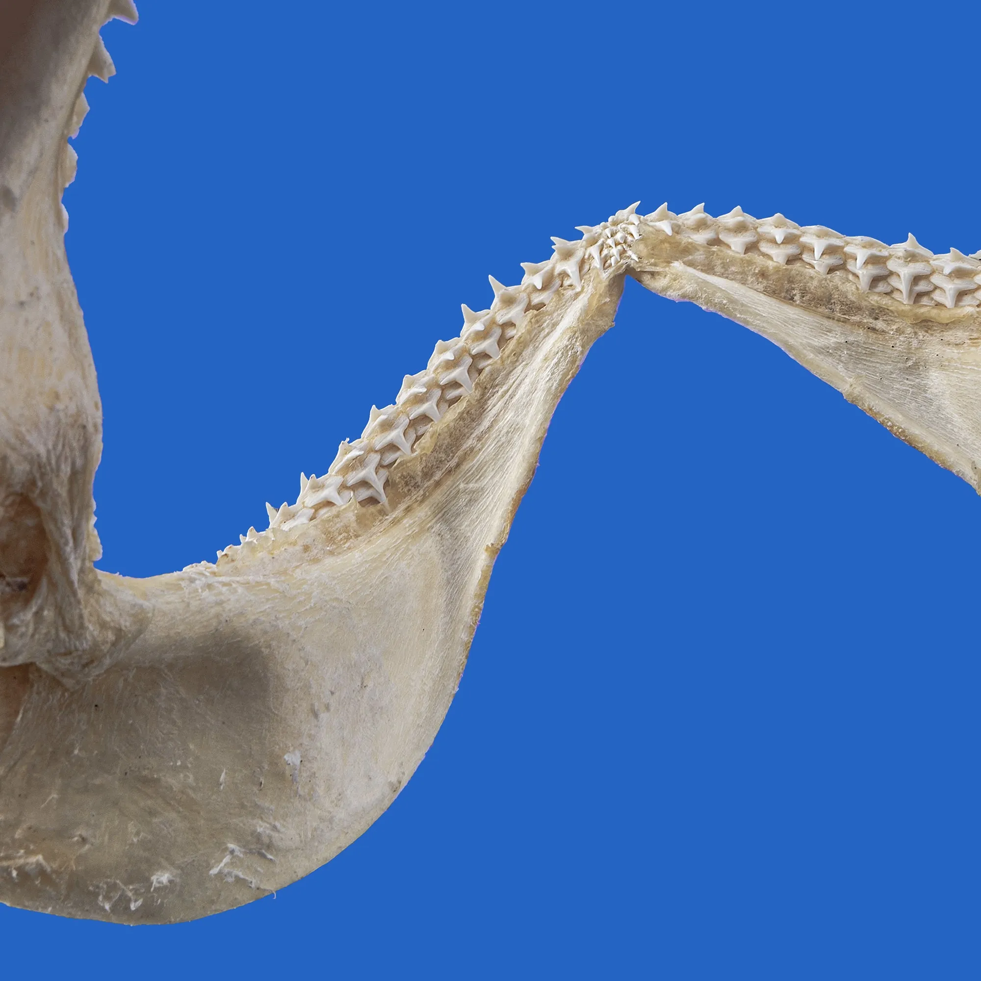 Silky Shark Jaws S80G