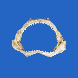 Silky Shark Jaws S80G