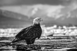 The Bird on the Beach