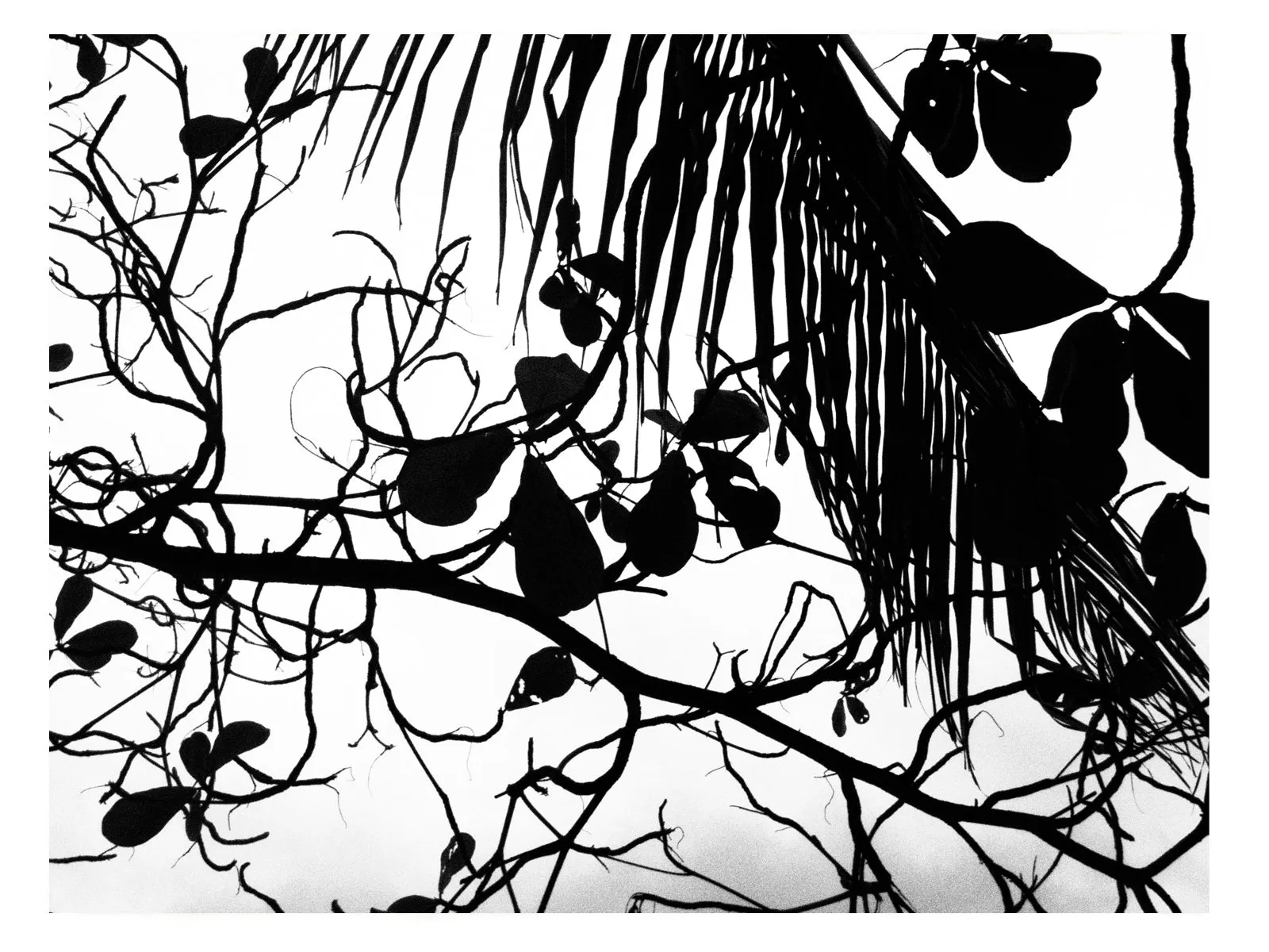 The earths, wild wooden shapes